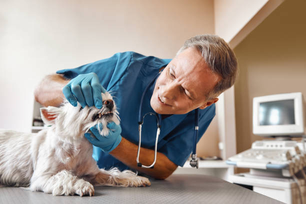 Best Mobile Emergency Dentist in Geneva, WA